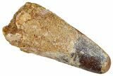 Fossil Spinosaurus Tooth - Feeding Worn Tip #354812-1